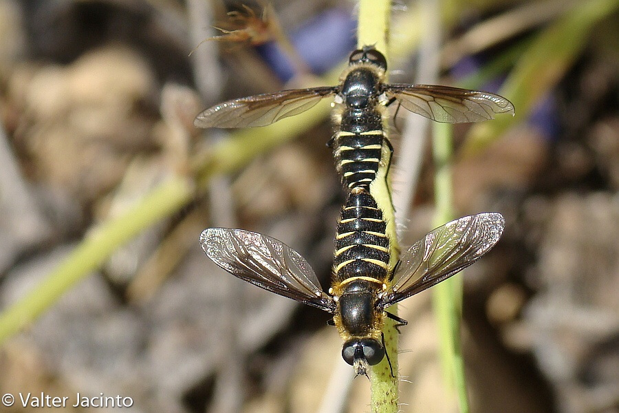 Lomatia belzebul?