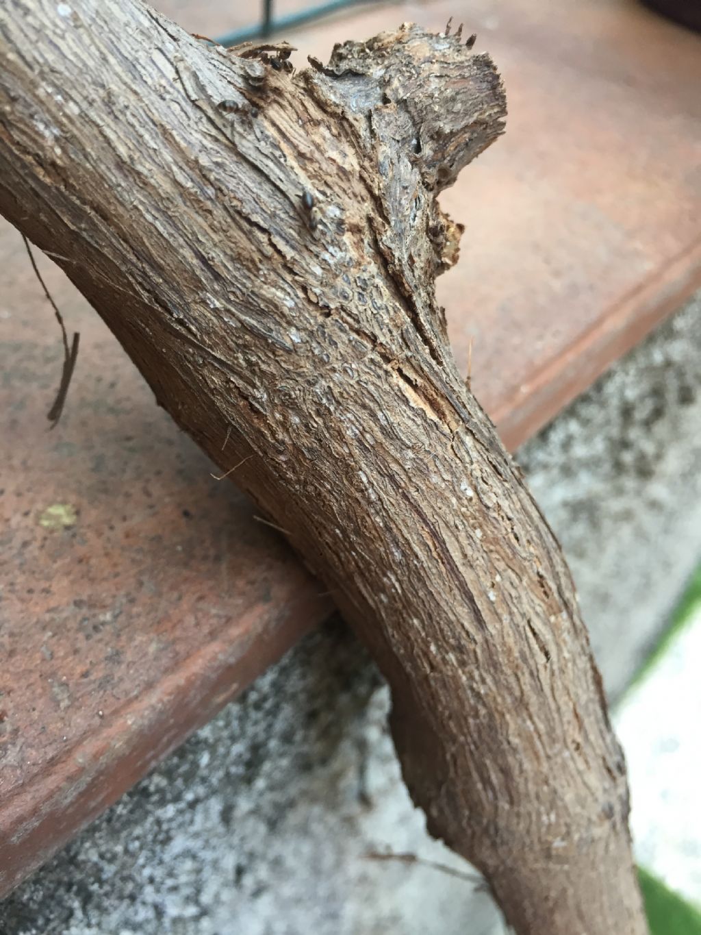 Elevata presenza  di formiche su tronco di vite