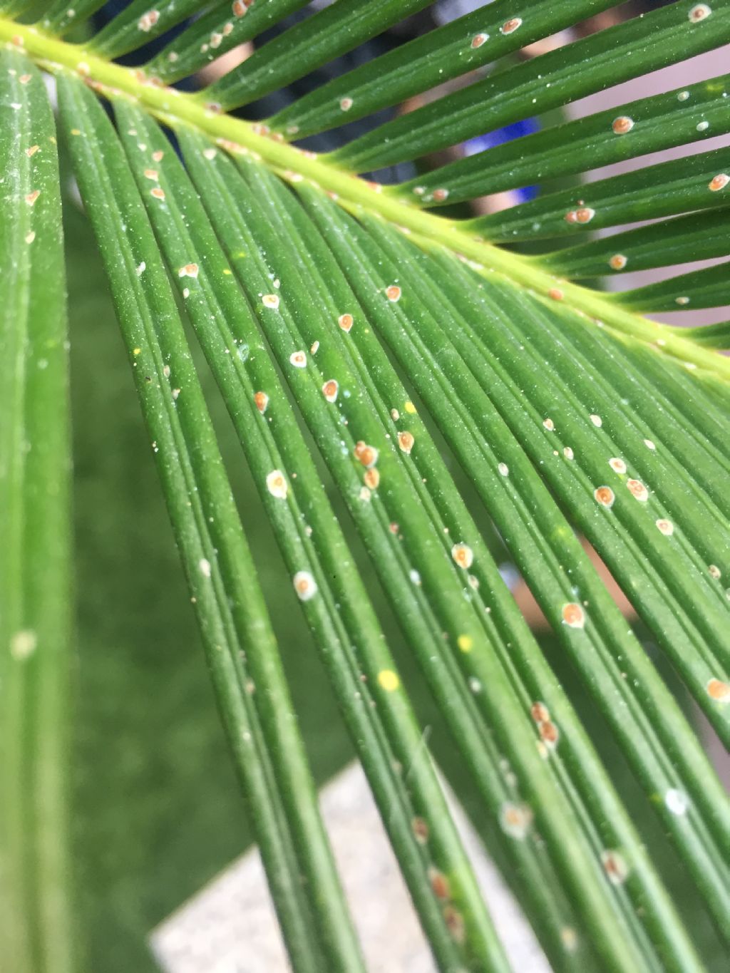 Aiuto cycas! Infestazione da Cocciniglie ed altro