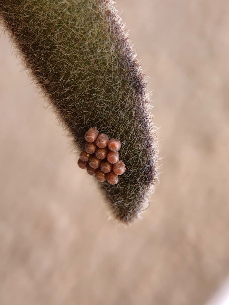 Uova di quale specie?
