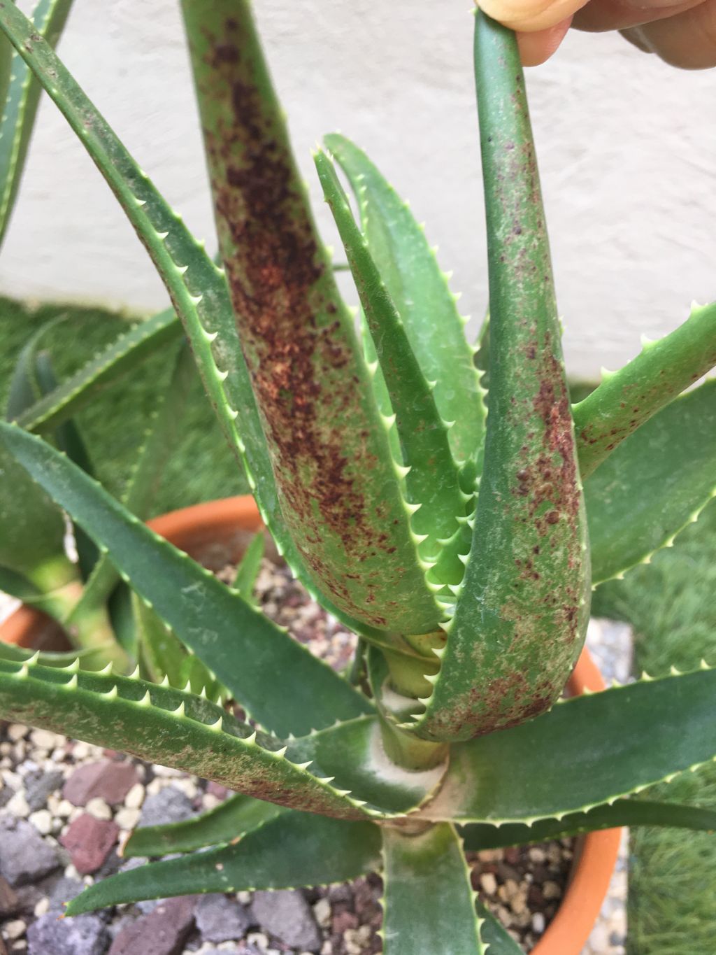 Aloe malattia?