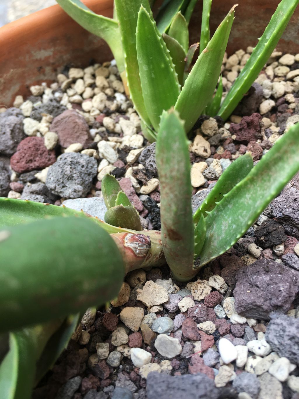 Aloe malattia?