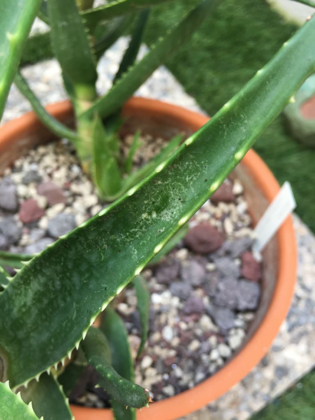 Aloe malattia?