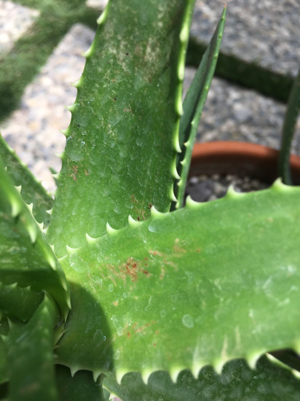 Aloe malattia?