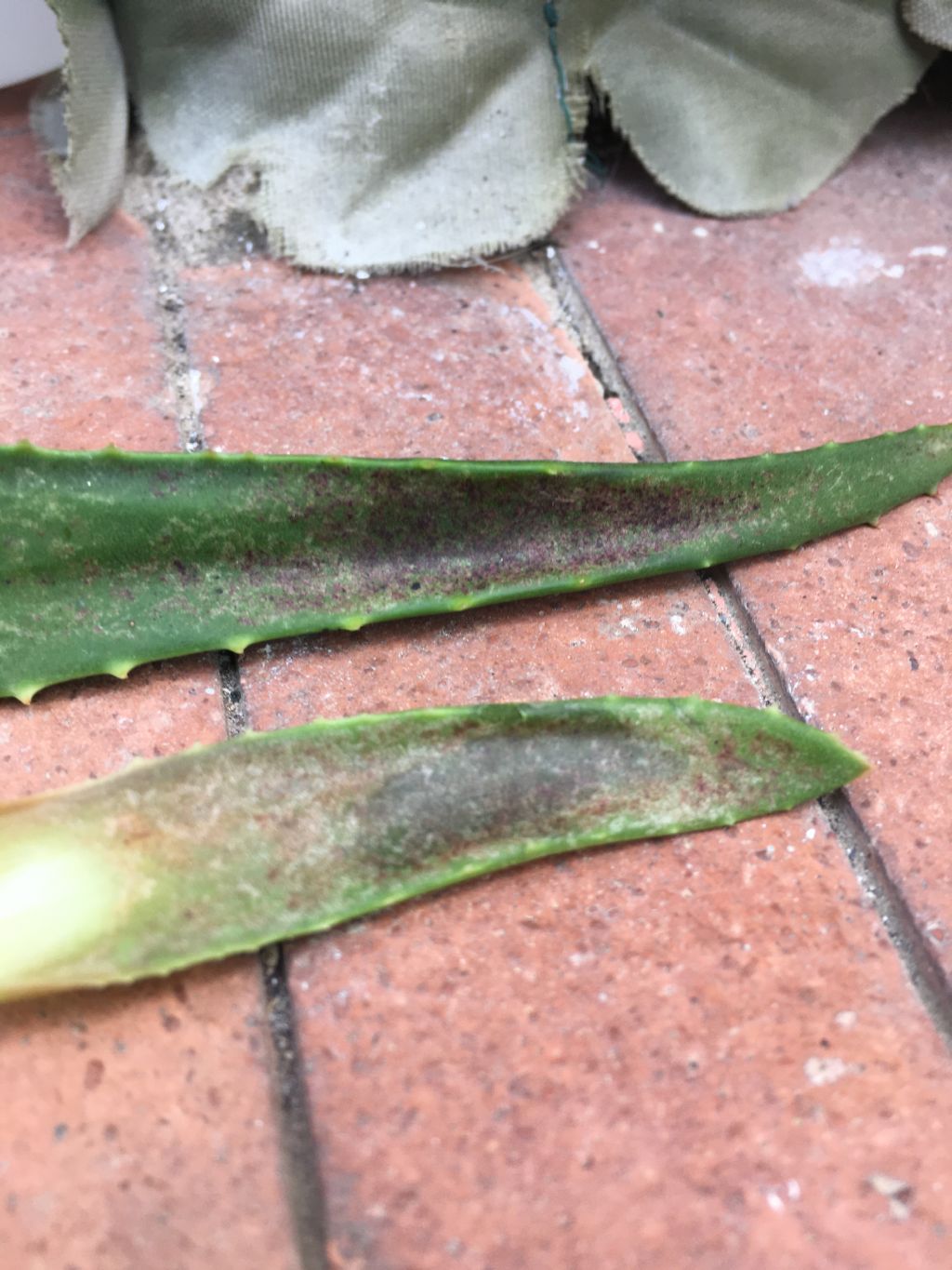 Aloe malattia?