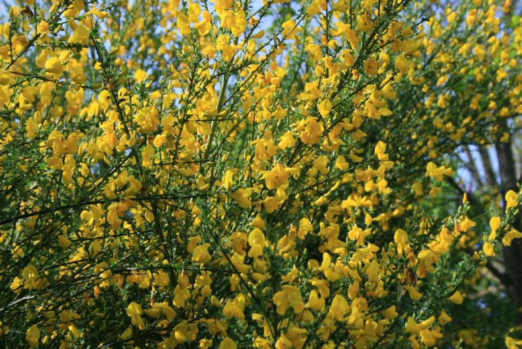 Cytisus scoparius