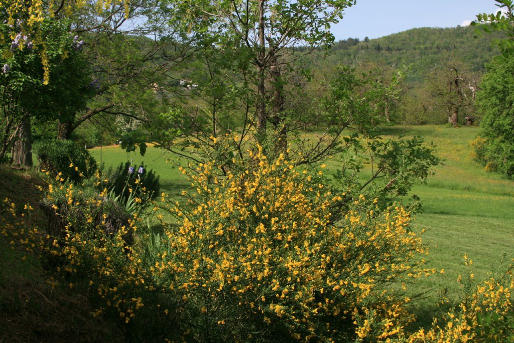 Cytisus scoparius