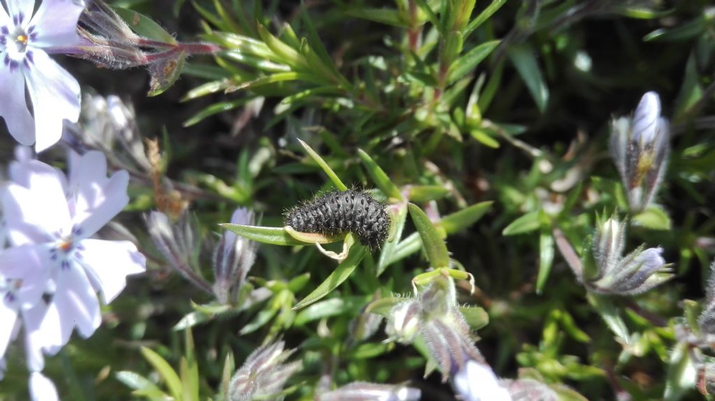 Bruco nero: Chrysomelidae: Galeruca sp. (cfr.)