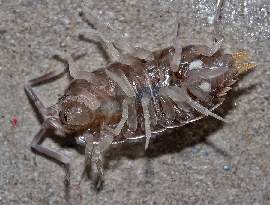 isopode da identificare
