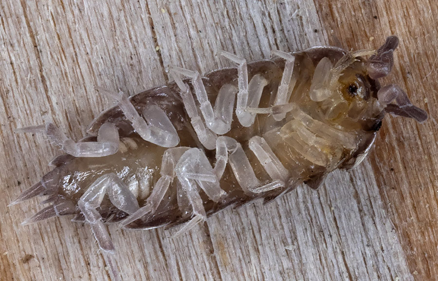 isopode da identificare