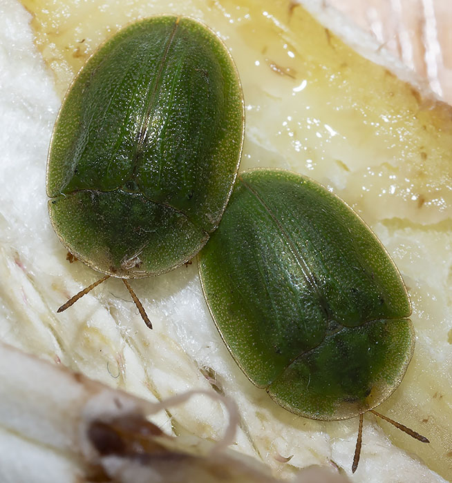 Chrysomelidae: Cassida sp.