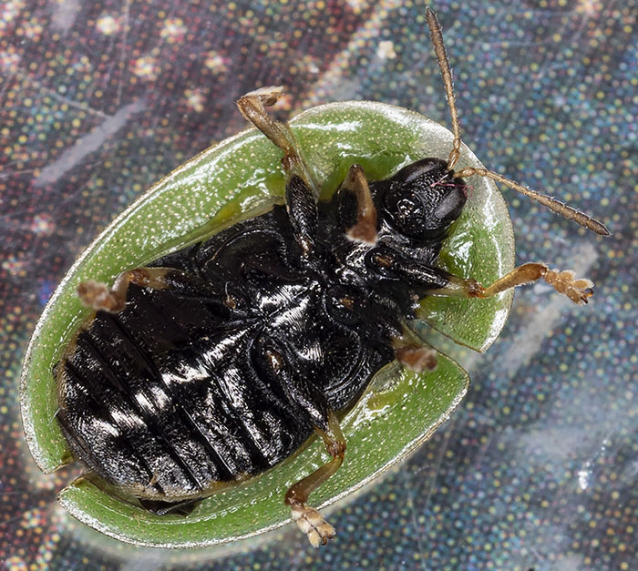 Chrysomelidae: Cassida sp.