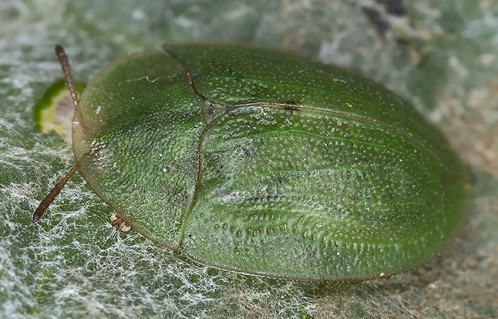 Chrysomelidae: Cassida sp.