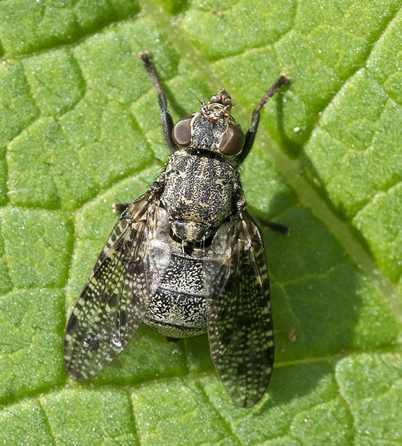 mosca da determinare da roma: Platystoma  sp.