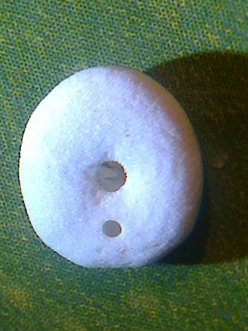 Echinocyamus pusillus (O. F. Mller, 1776) - teca