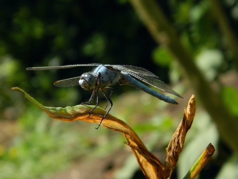 Orthetrum brunneum M ?