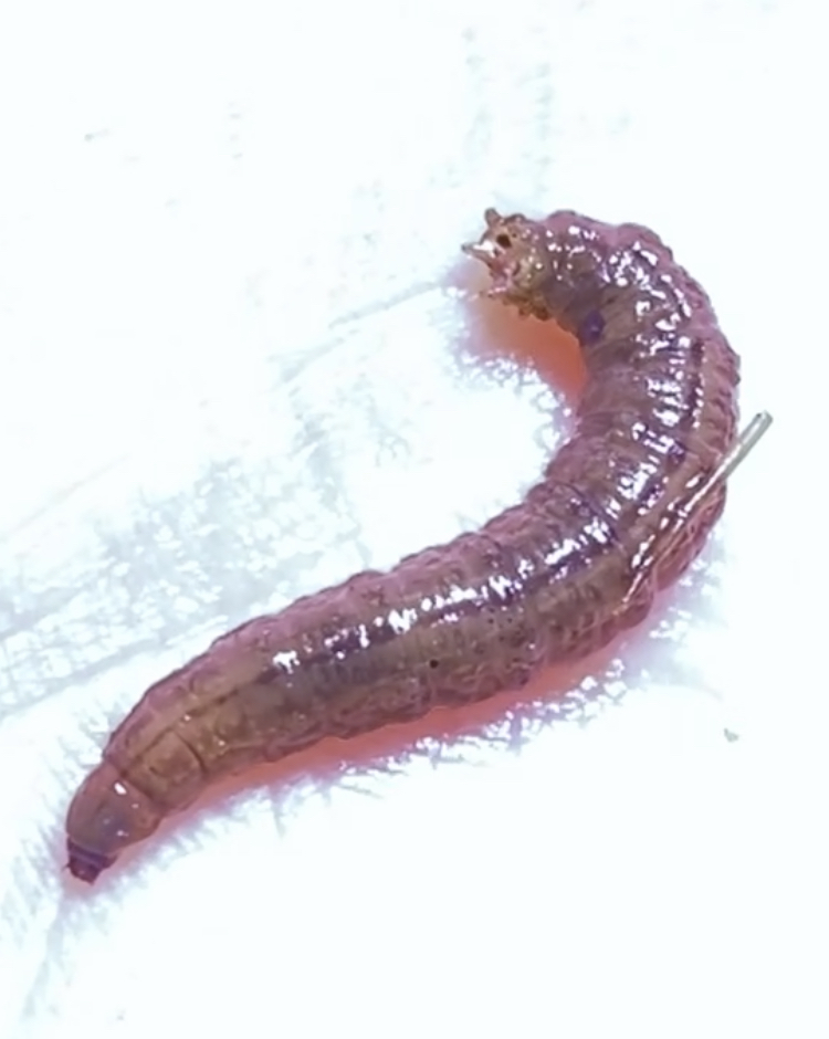 Larva di tipulide acquatica?