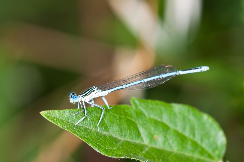 id zygoptera