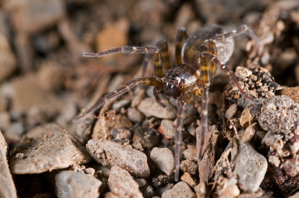 Pirata sp. o Piratula sp. - Pignone (SP)