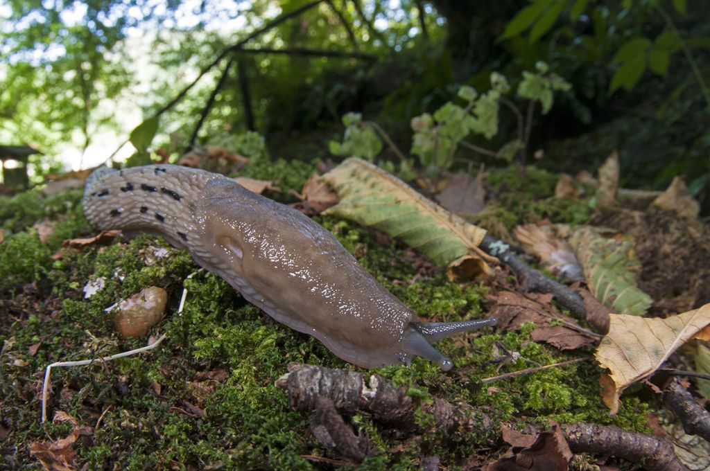 Limax aldrovandi Moquin-Tandon 1855 delle Cinque Terre