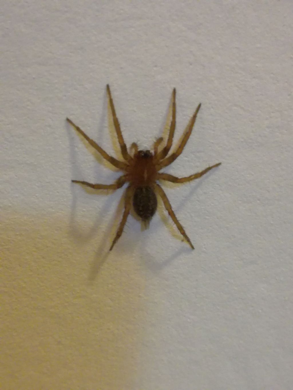 Agelenidae:  Lycosoides coarctata  -  San Benedetto del Tronto (AP)