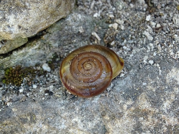 Helicigona kattingeri Knipper, 1939 - SW Bulgaria