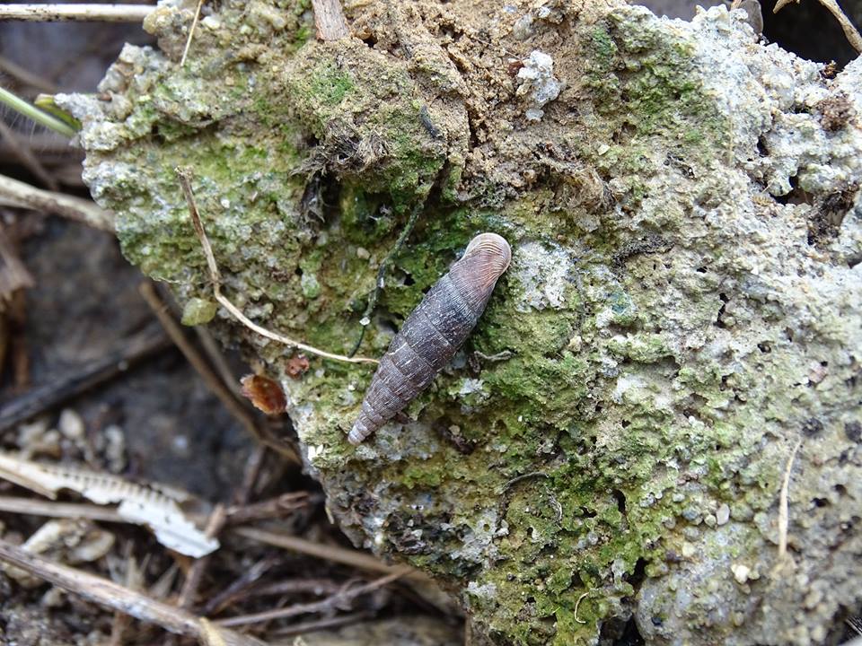 Bulgarica (Denticularia) denticulata (Olivier,1801)