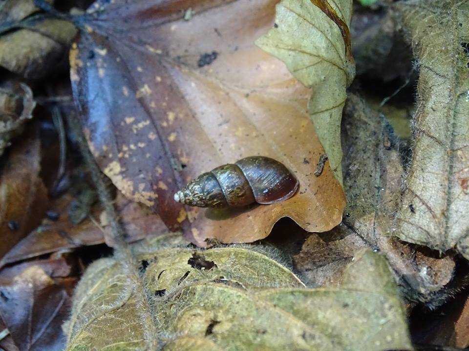 Ena montana e Merdigera obscura