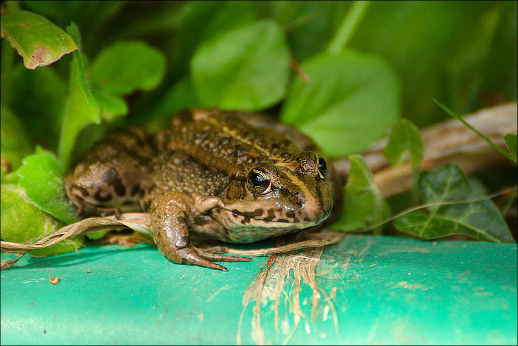 Rana o rospo - Pelophylax sp., prov. RN