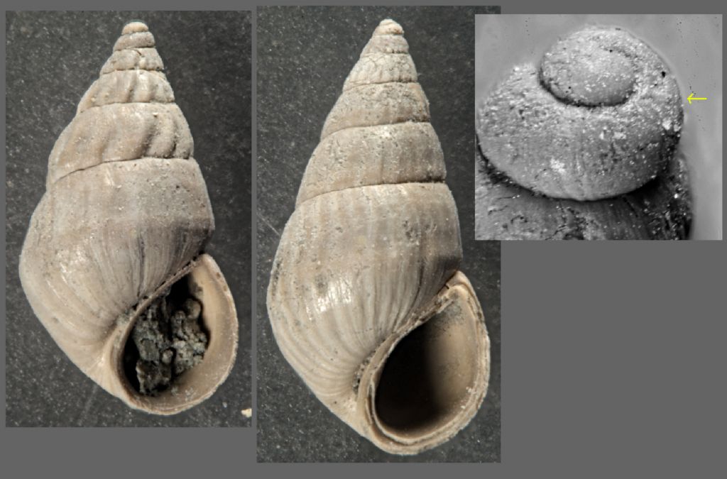 Gasteropode tortoniano