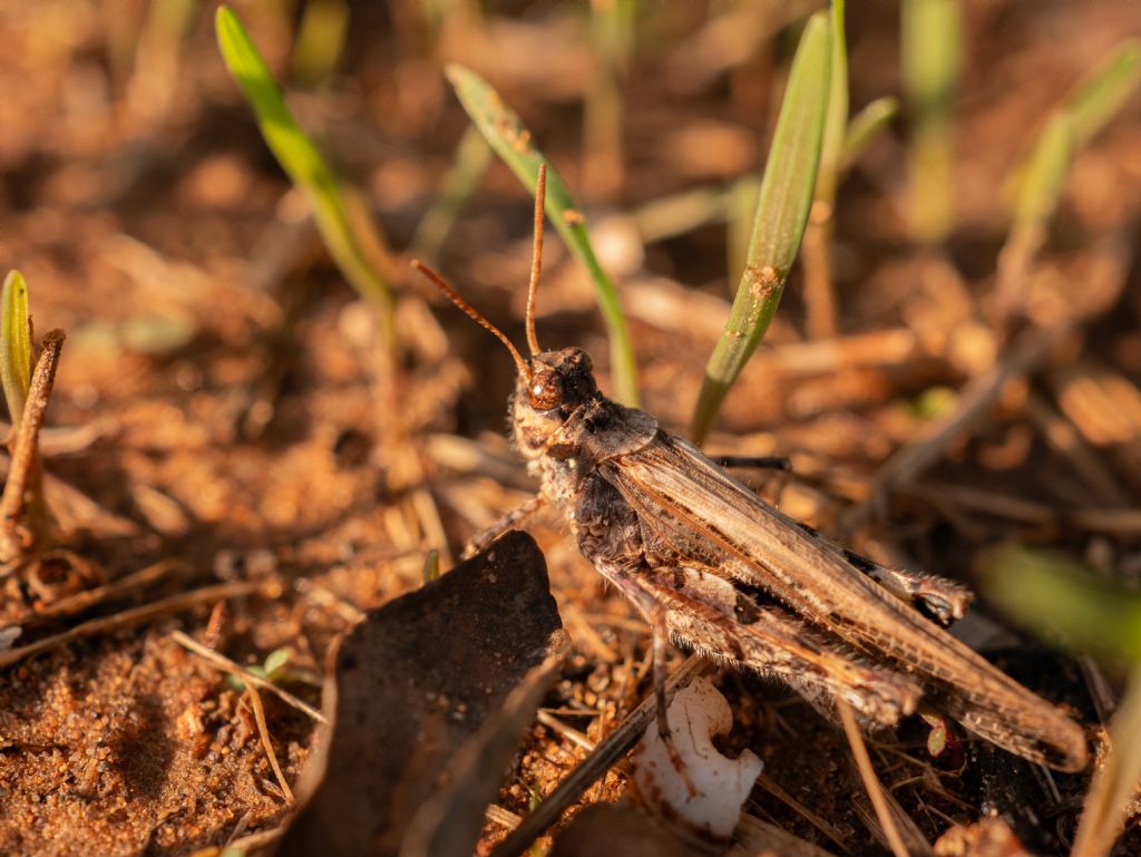 Identificazione cavalletta