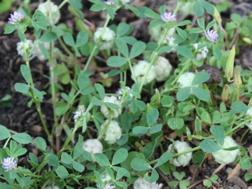 Trifolium tomentosum / Trifoglio tomentoso