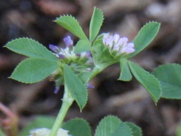 Trifolium tomentosum / Trifoglio tomentoso