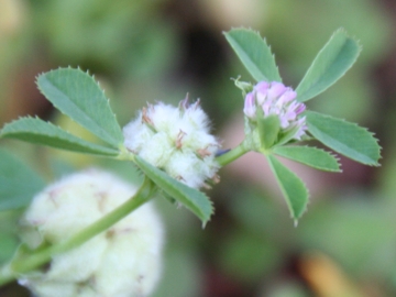 Trifolium tomentosum / Trifoglio tomentoso
