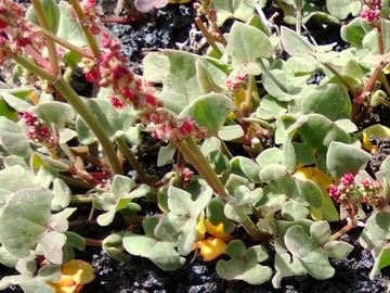 Rumex scutatus