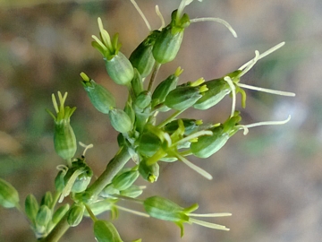 Silene otites