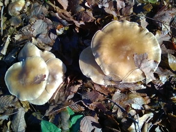 Fungo dal grande cappello