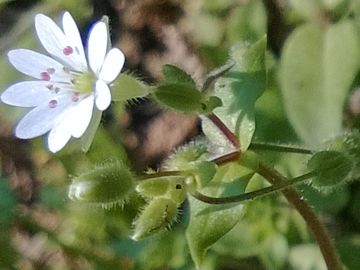 Stellaria media