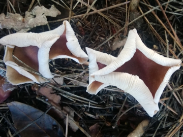 Fungo accartocciato