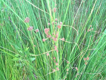 Scirpoides holoschoenus