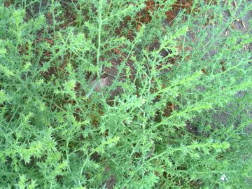 Salsola tragus subsp. pontica / Salsola del Ponto