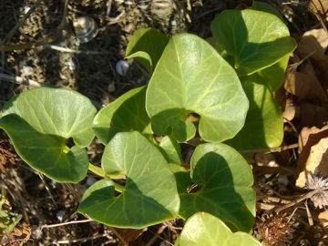 Pianta grassa sulla duna - Calystegia soldanella