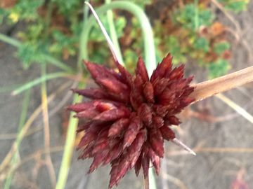 Cyperus capitatus / Zigolo delle spiagge