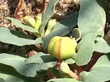 Euphorbiacea sulle dune - Chamaesyce peplis