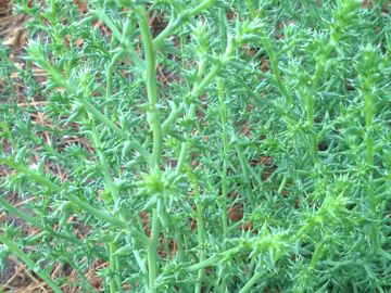 Salsola tragus subsp. pontica / Salsola del Ponto
