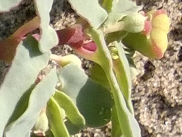 Euphorbiacea sulle dune - Chamaesyce peplis