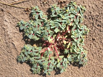 Euphorbiacea sulle dune - Chamaesyce peplis