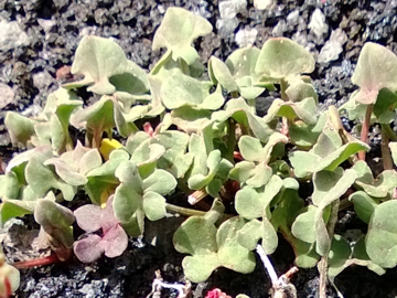 Rumex scutatus