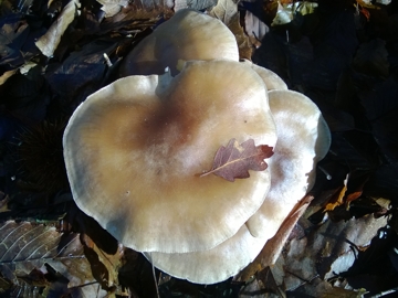 Fungo dal grande cappello