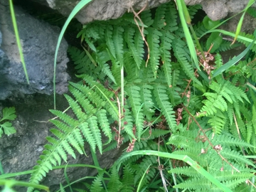 Dryopteris sp.